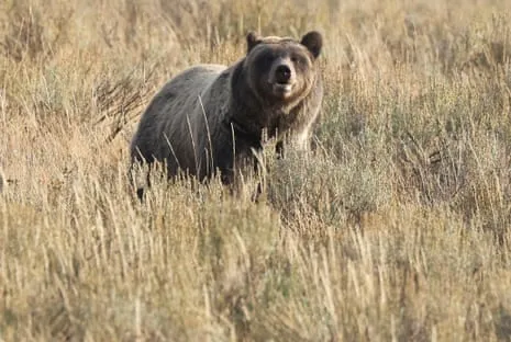 Backpacker Attacked by Bear in Wilderness Area Flown to Trauma Center