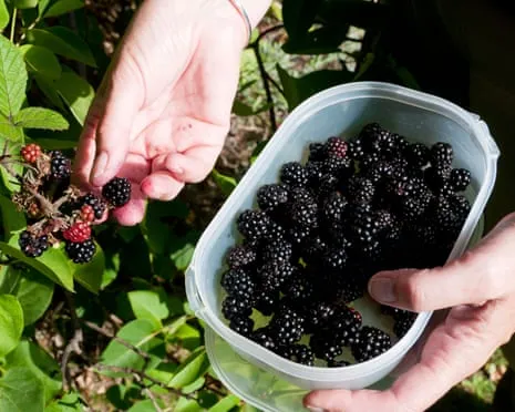 In Search Of: Tasty Baked Goods to Make Use Of a Surplus of House-Made Jam