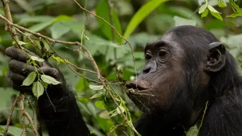 Wild Chimps Drinking the Equivalent of an Alcoholic Beverage Per Day from Overripe Produce, Study Shows