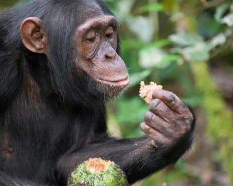 Chimpanzees Consume Daily Ethanol Comparable to a Beer from Ripe Fruit